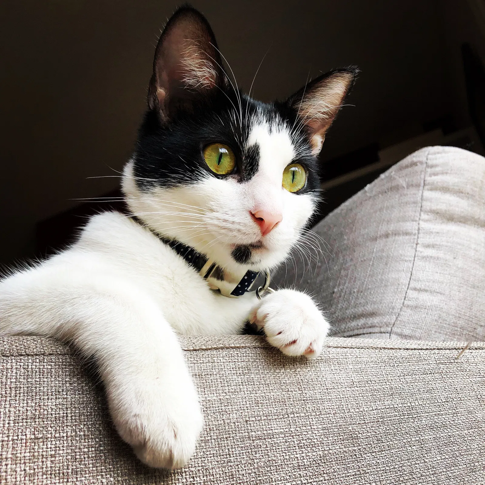 Lost cat in Durham, NC, 27705