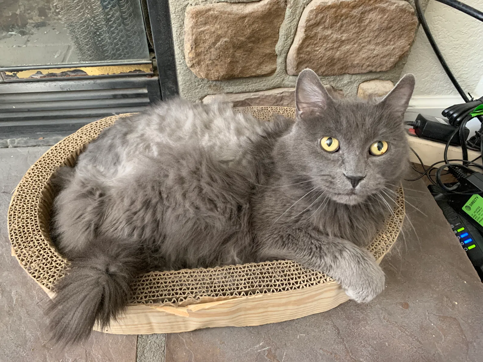 Lost cat in North Branch, MN, 55056