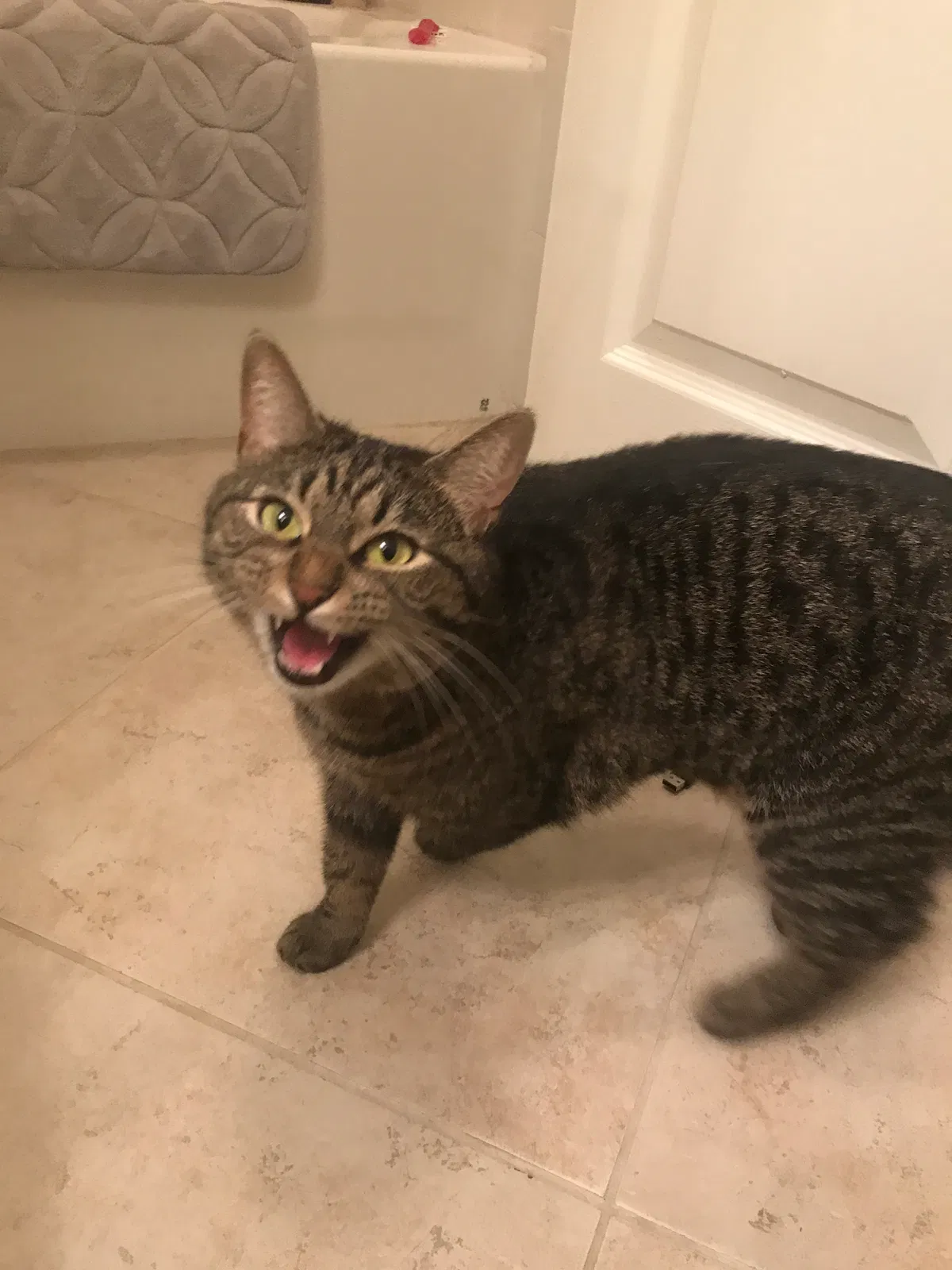 Lost cat in Pinellas Park, FL, 33781