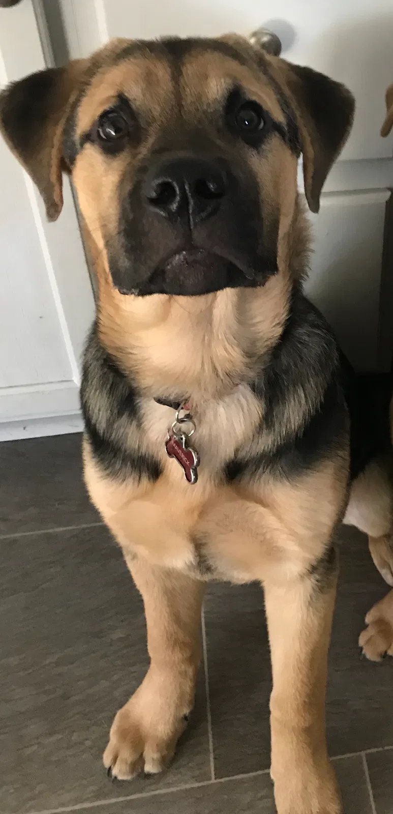 Lost dog in Raeford, NC, 28376
