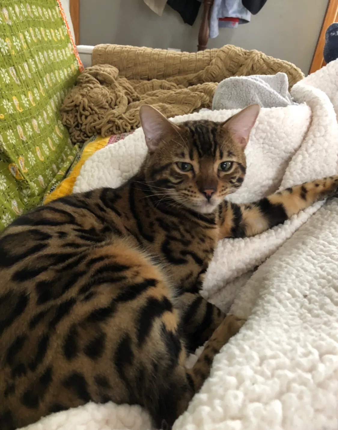 Lost cat in Oxford, MI, 48370