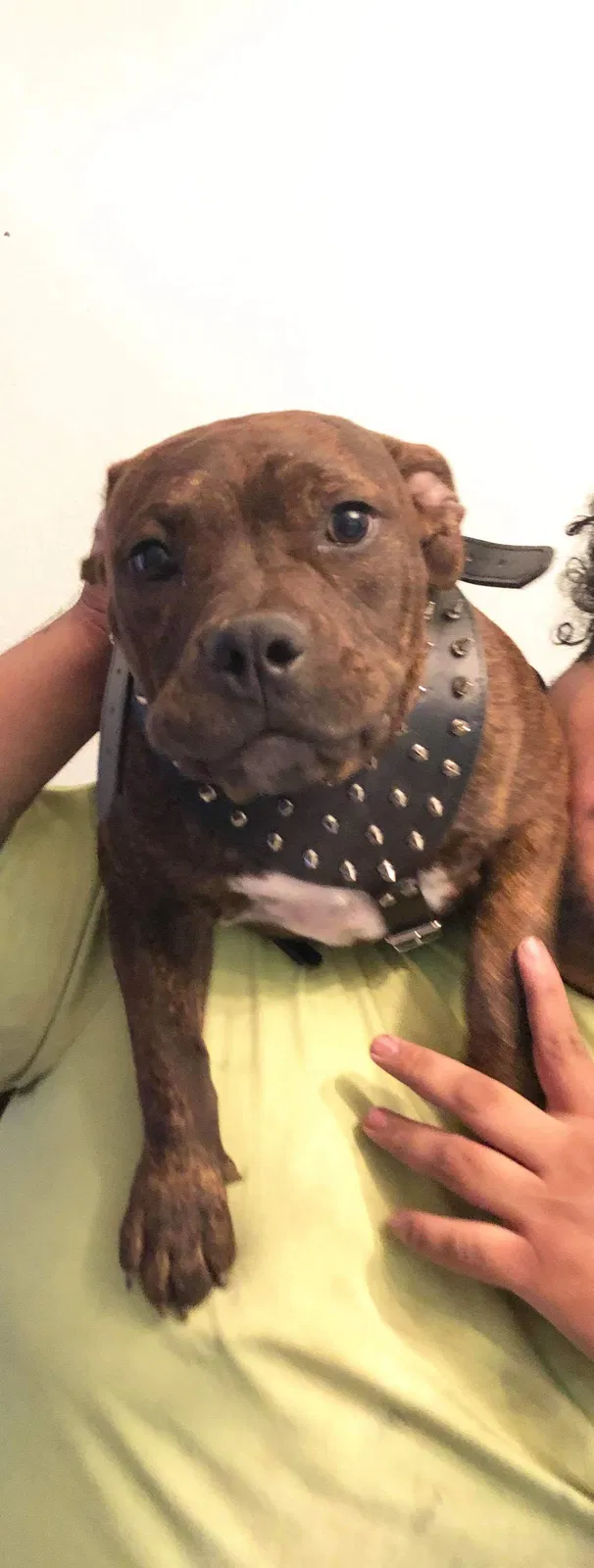 Lost dog in Donna, TX, 78537