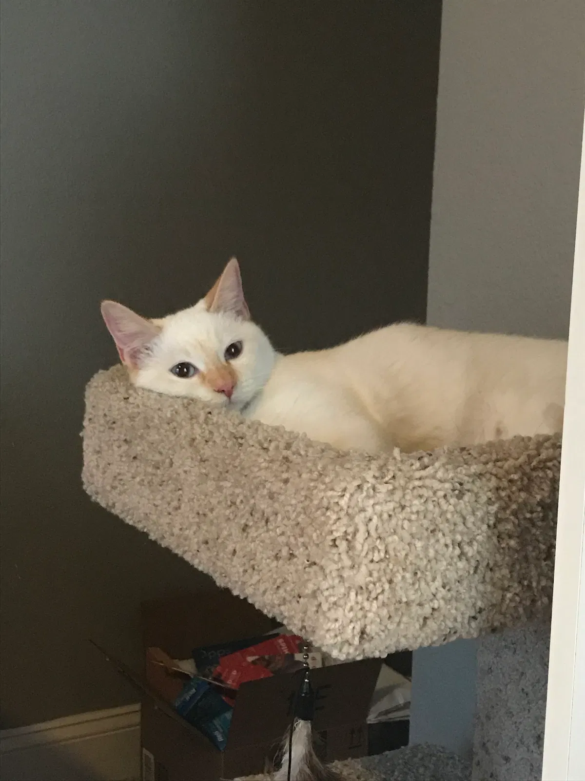 Lost cat in Little Rock, AR, 72202