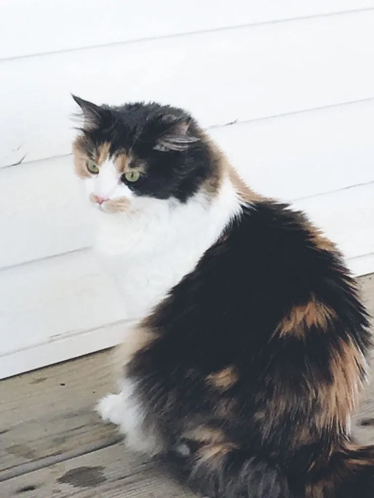 Lost cat in Columbus, OH, 43219