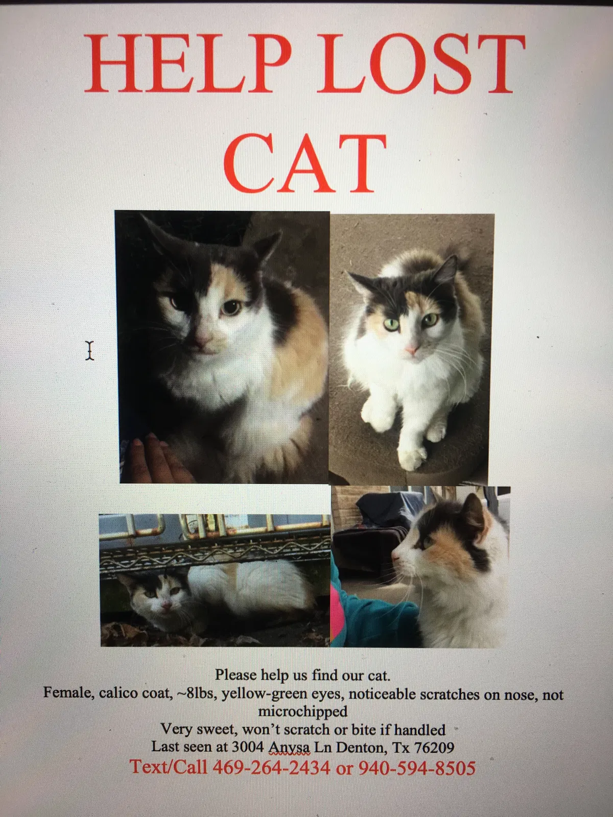 Lost cat in Denton, TX, 76209