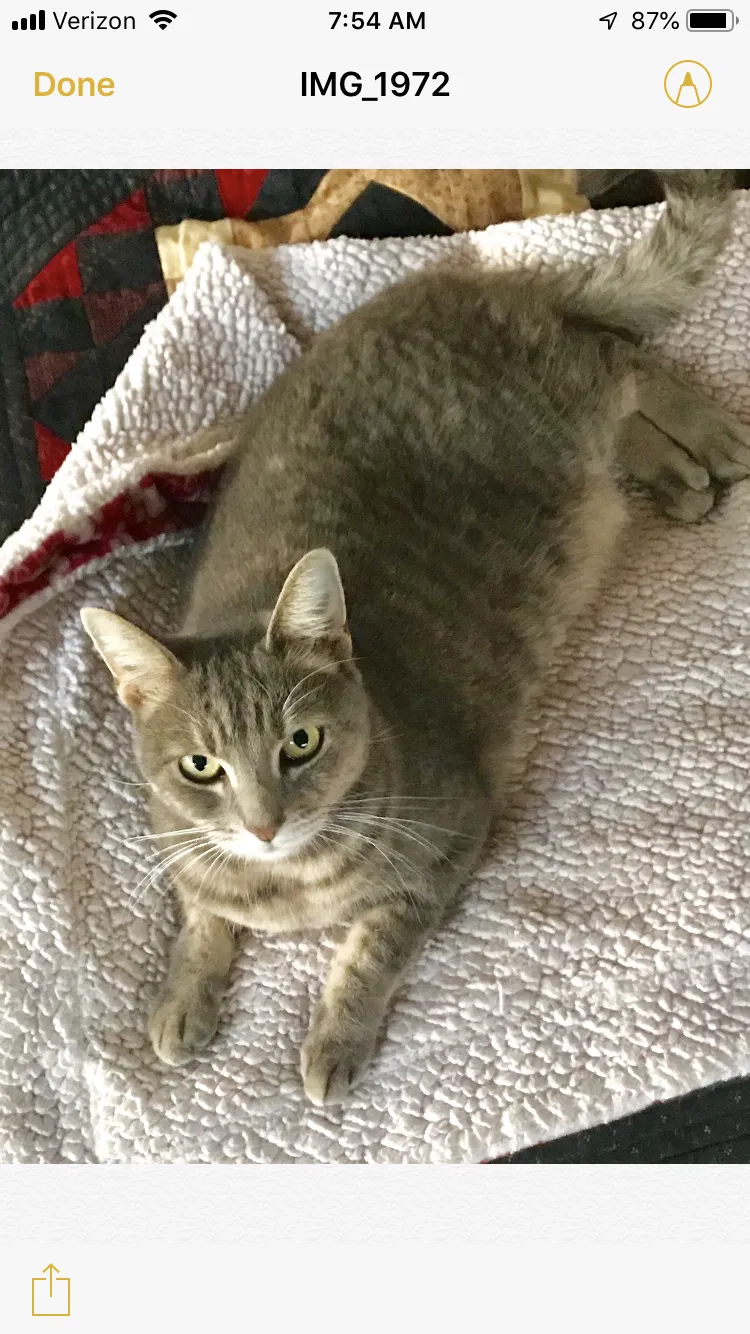 Lost cat in Inglewood, CA, 90302