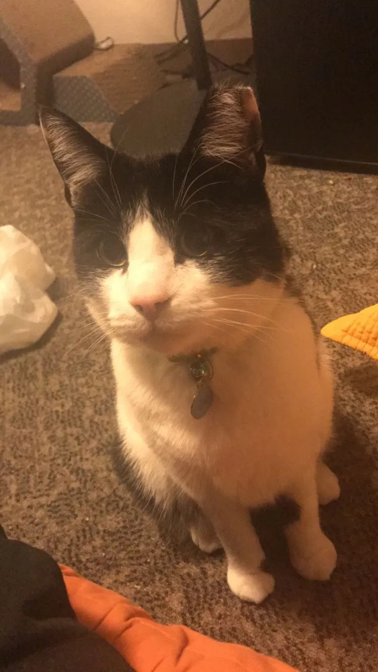 Lost cat in Fort Collins, CO, 80525