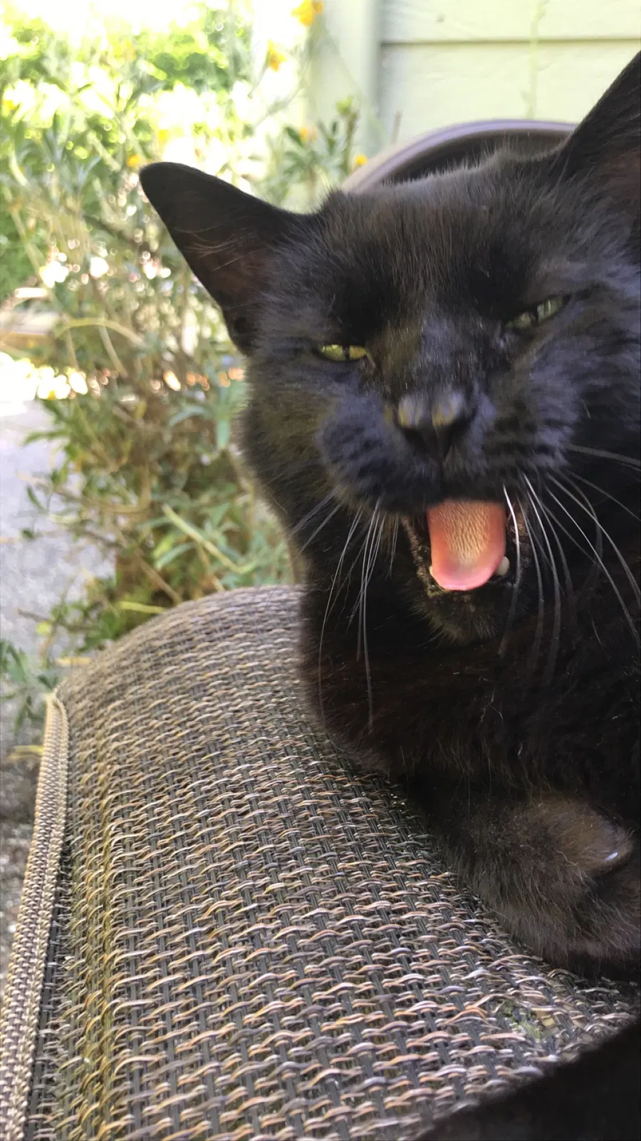 Lost cat in Seattle, WA, 98155