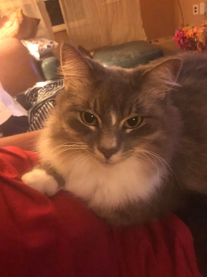 Lost cat in Zephyrhills, FL, 33542