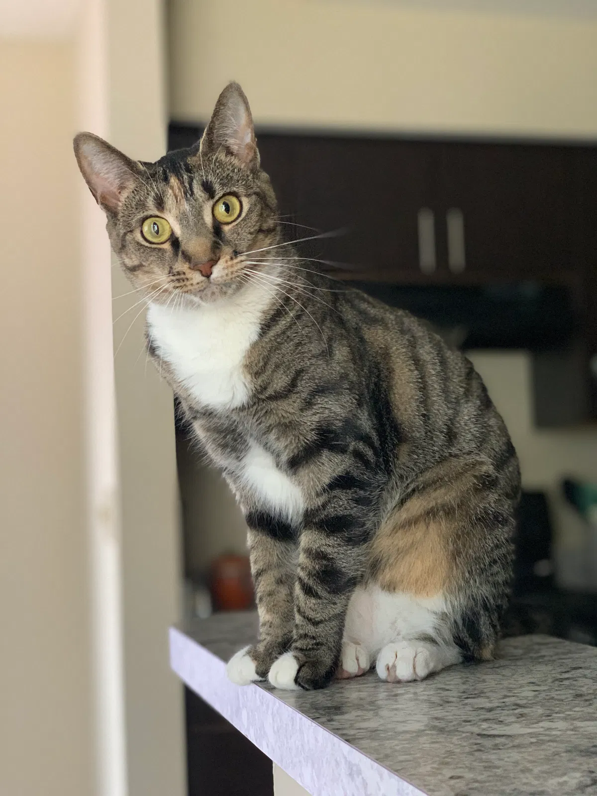 Lost cat in Reynoldsburg, OH, 43068