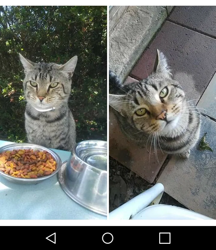 Lost cat in Winston Salem, NC, 27107