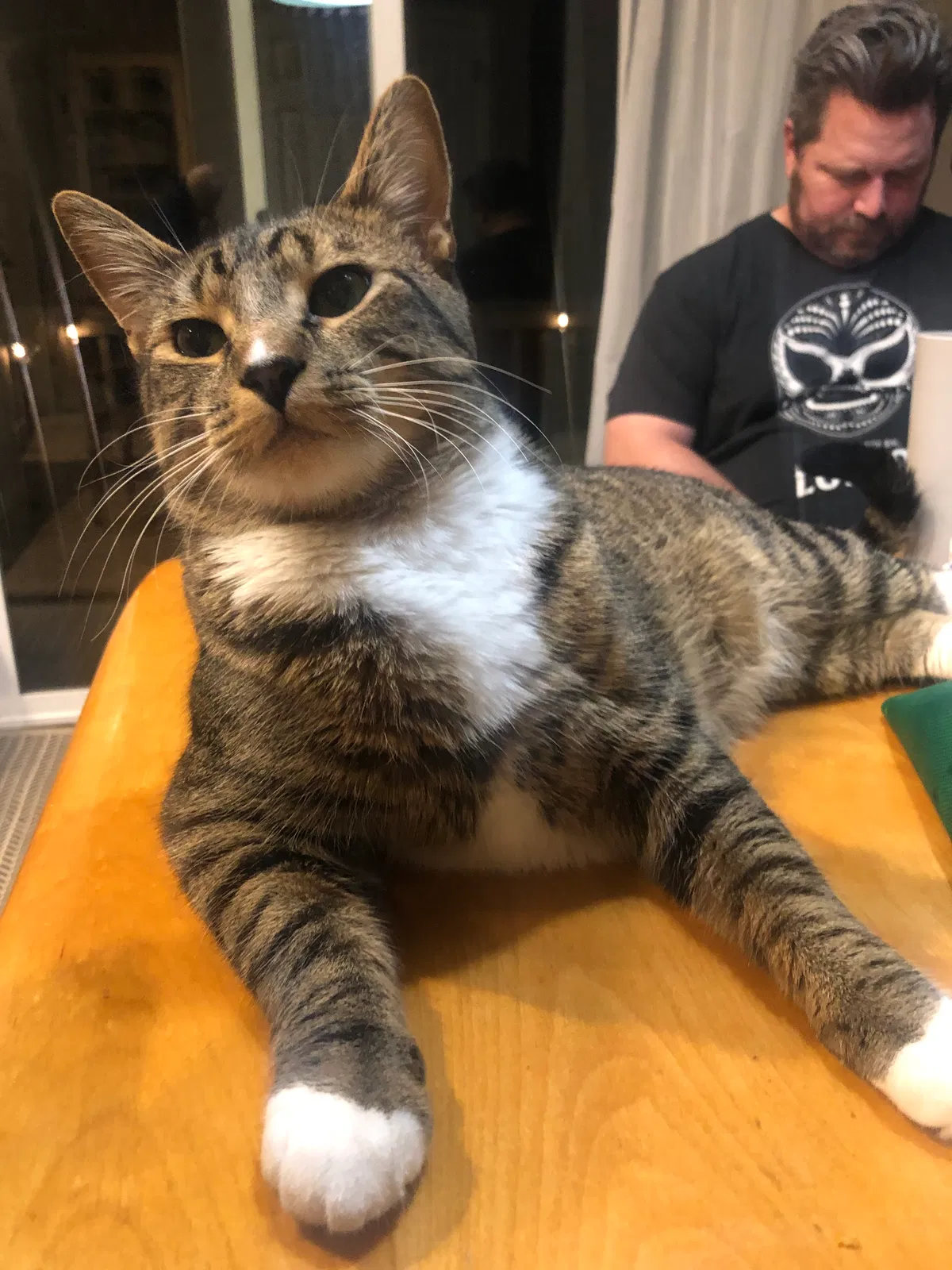 Lost cat in Aurora, CO, 80016
