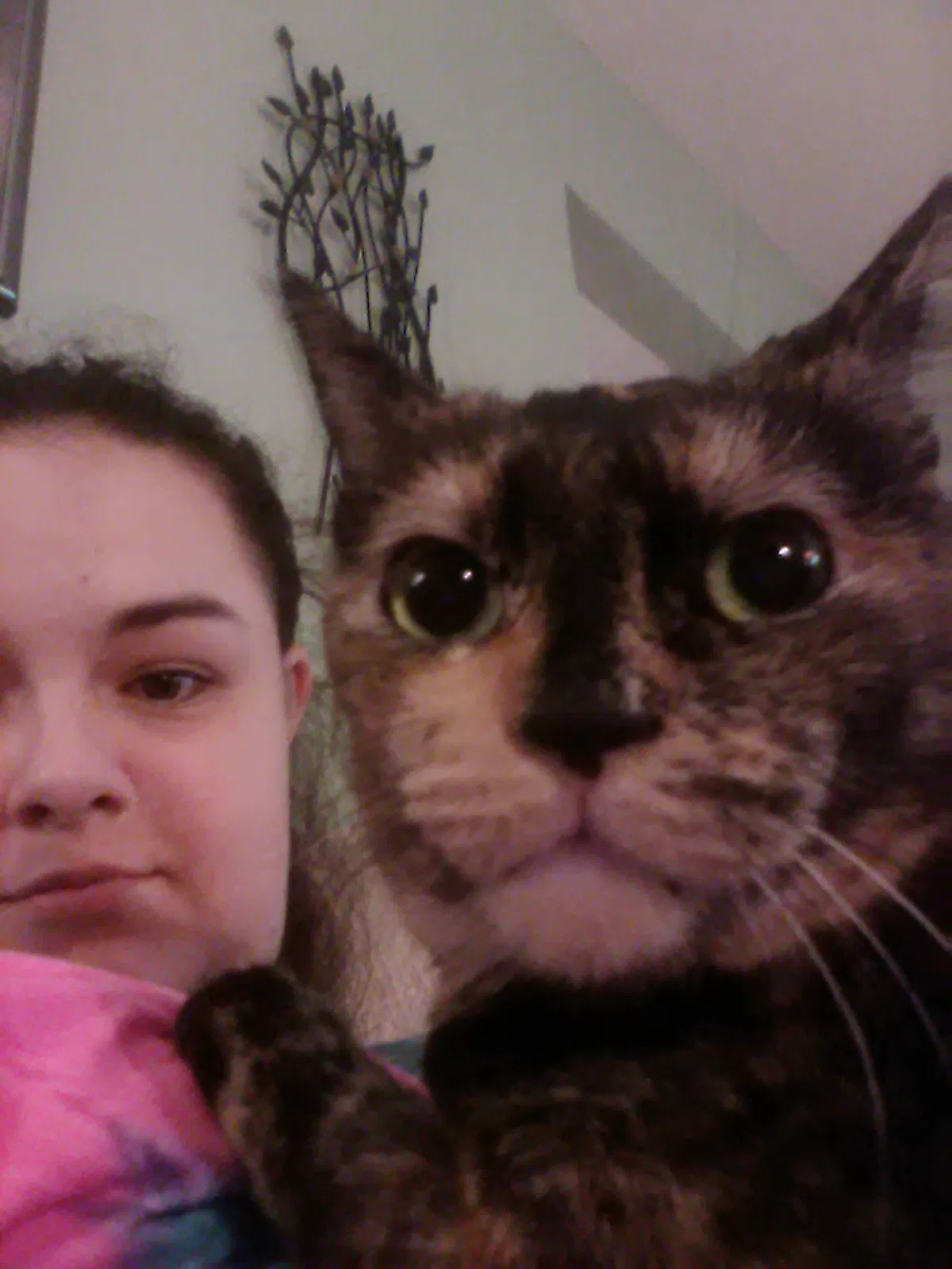 Lost cat in Des Moines, IA, 50315
