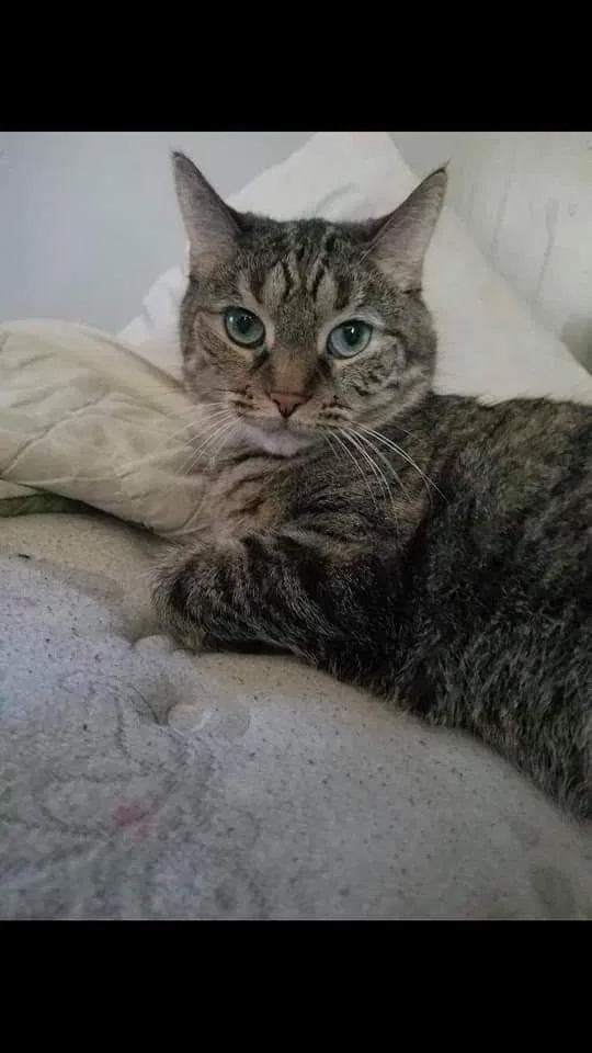 Lost cat in Trenton, MI, 48183