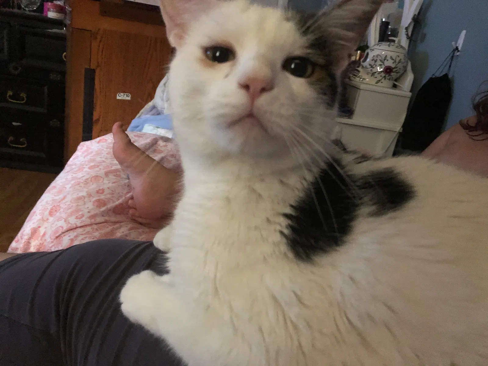 Lost cat in Norfolk, VA, 23503