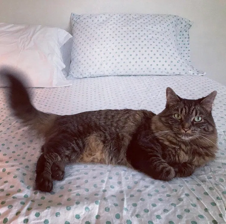 Lost cat in Fredericksburg, VA, 22407