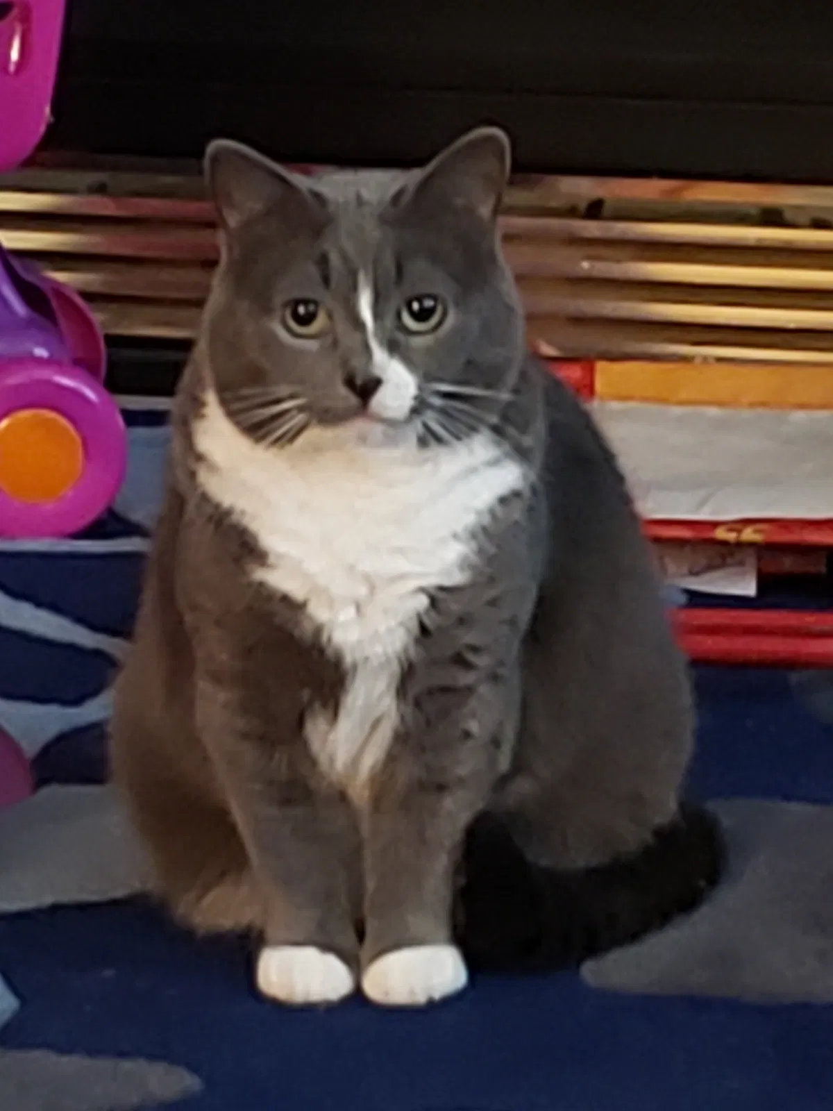 Lost cat in Lebanon, PA, 17042
