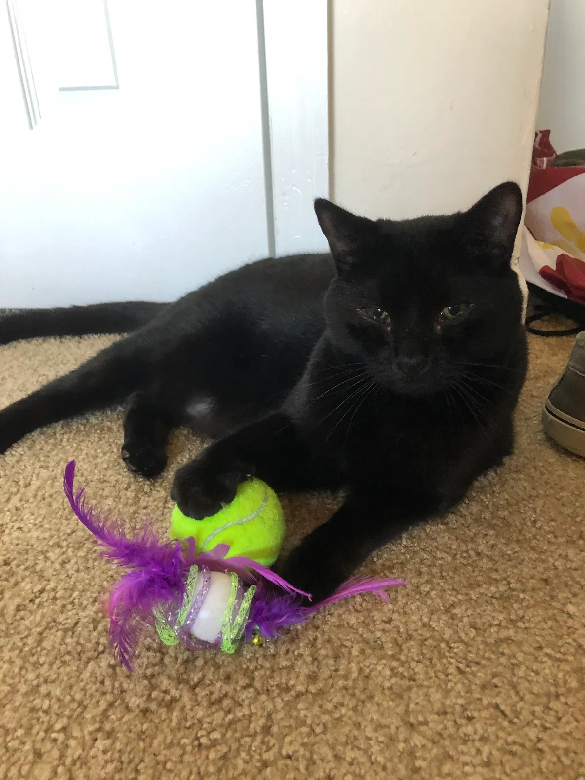 Lost cat in Gainesville, FL, 32608