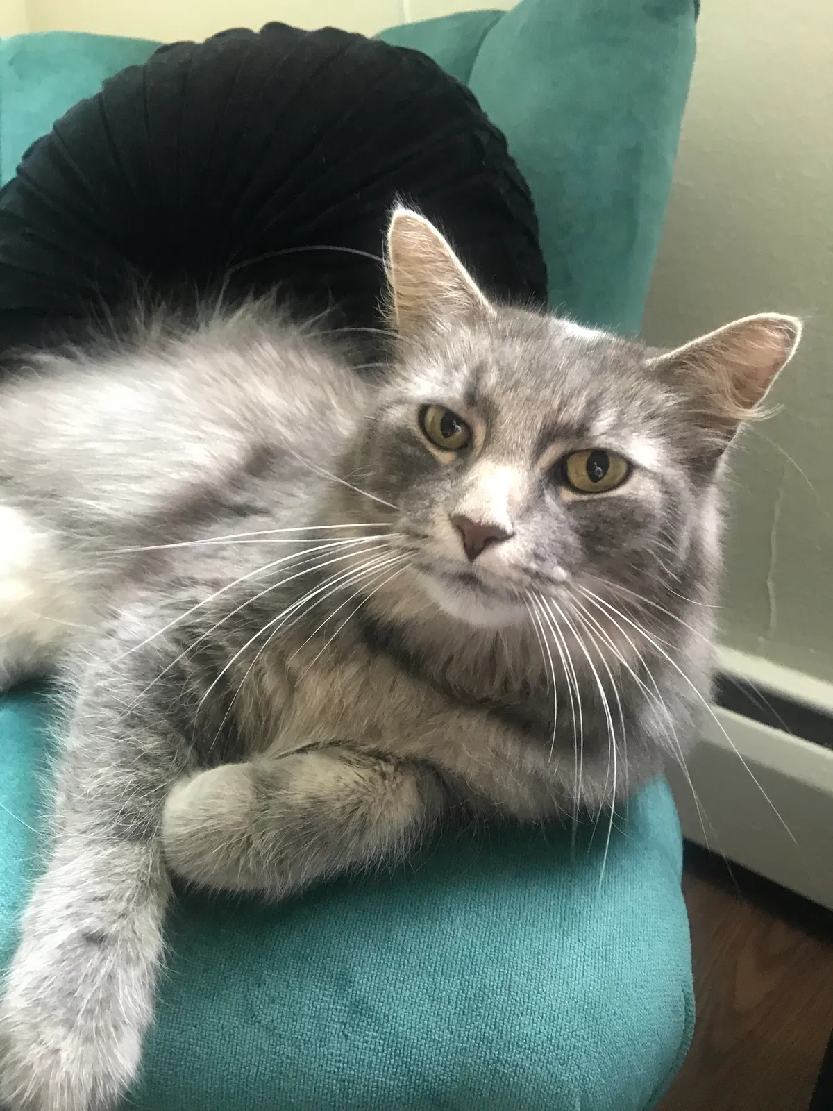 Lost cat in Saint Paul, MN, 55116