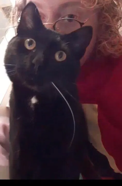 Lost cat in Denton, TX, 76201