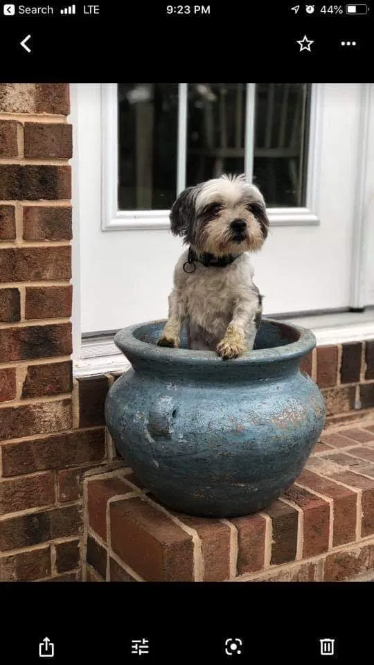 Lost dog in Chattanooga, TN, 37416