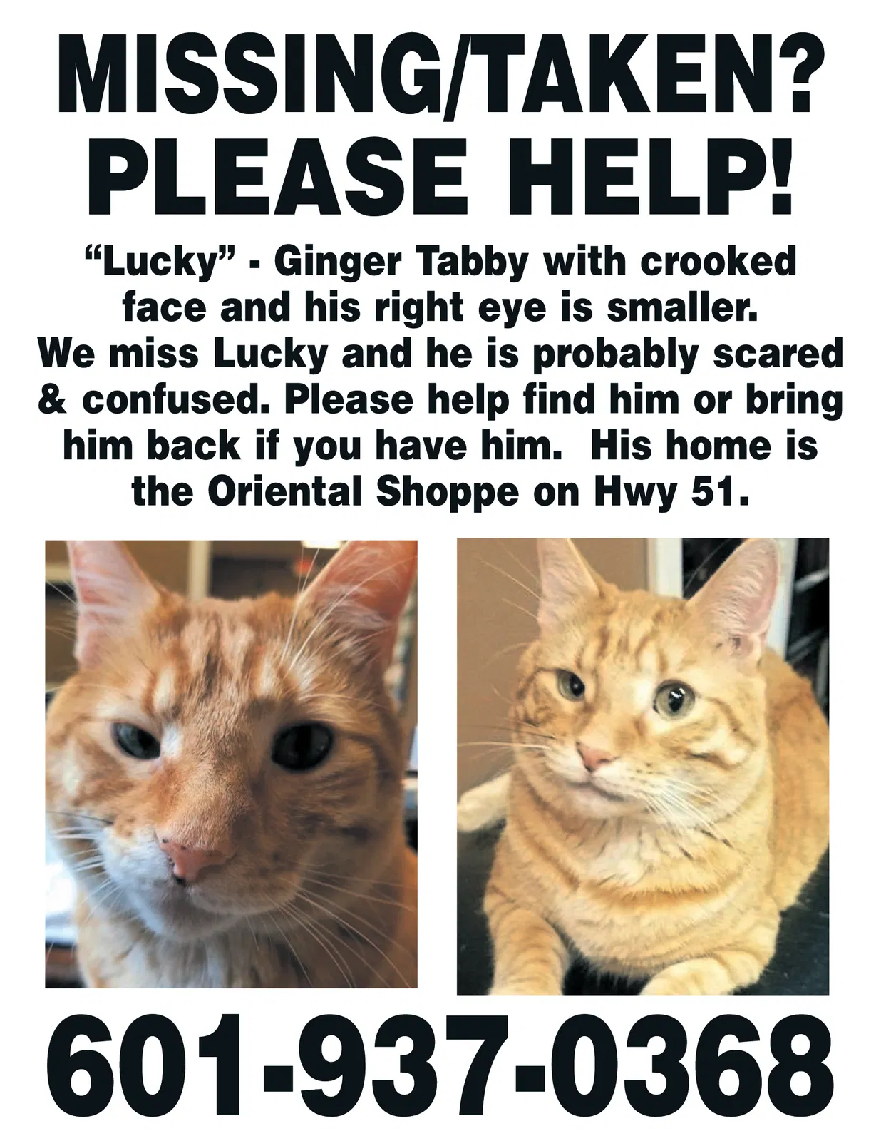 Lost cat in Ridgeland, MS, 39157