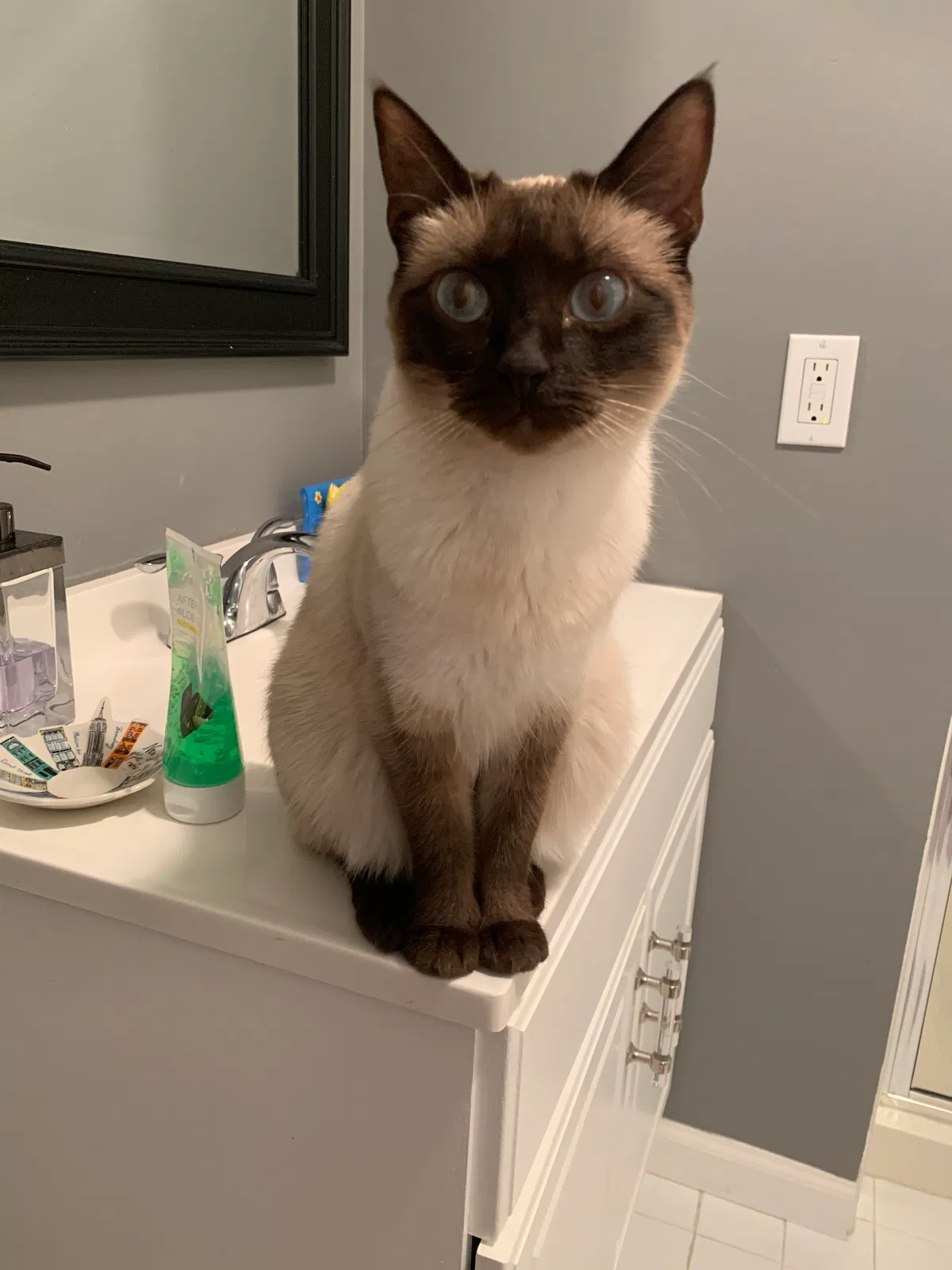 Lost cat in West Orange, NJ, 7052