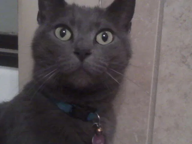 Lost cat in Maryville, TN, 37804