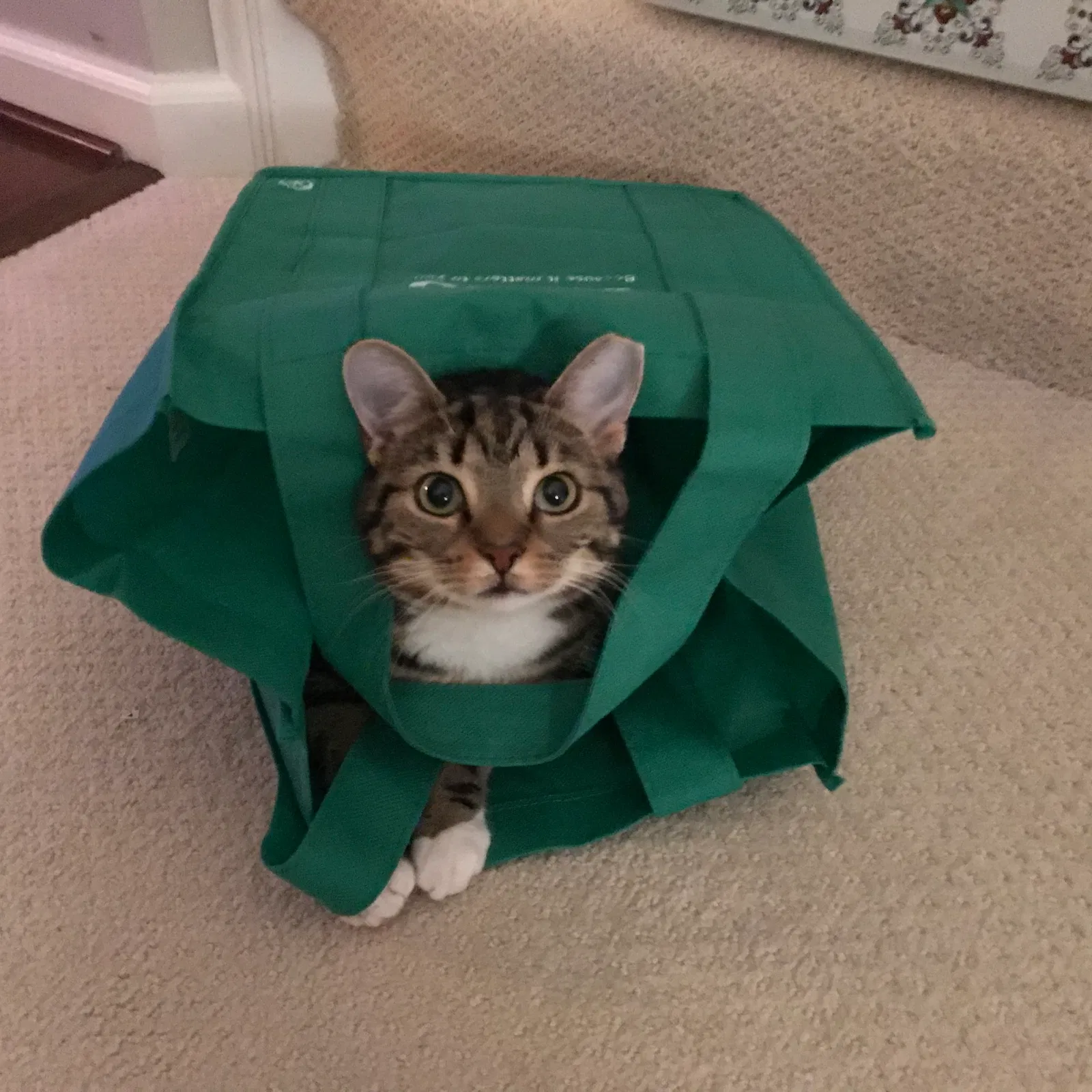 Lost cat in Frederick, MD, 21703