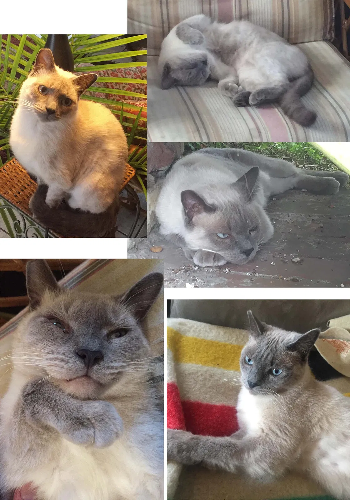 Lost cat in New Orleans, LA, 70130