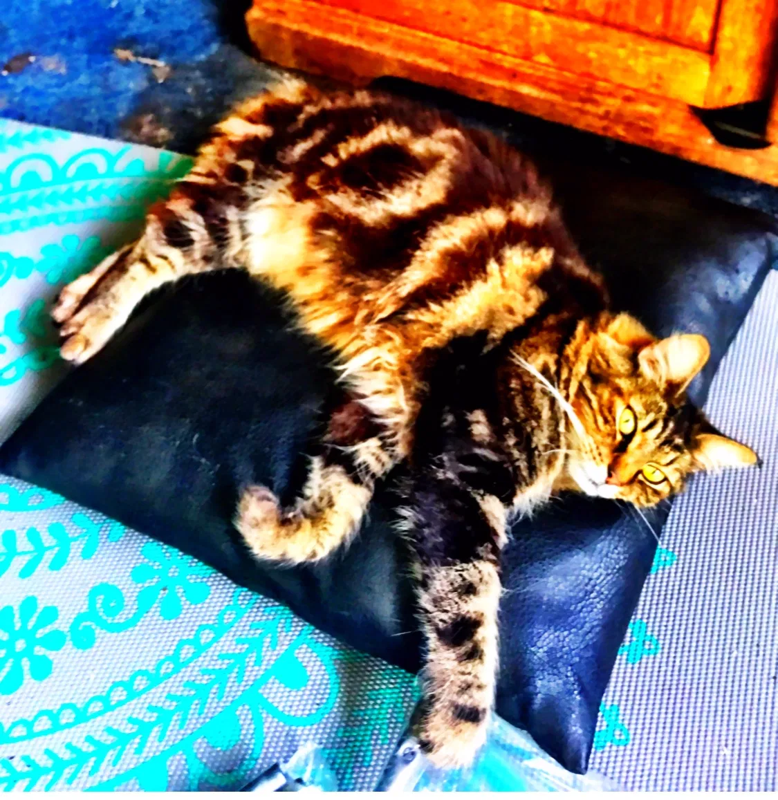 Lost cat in Tampa, FL, 33618