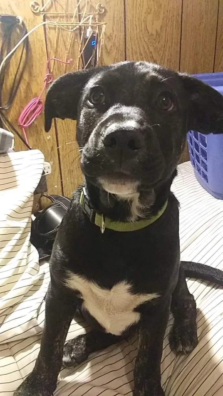 Lost dog in Craigsville, WV, 26205