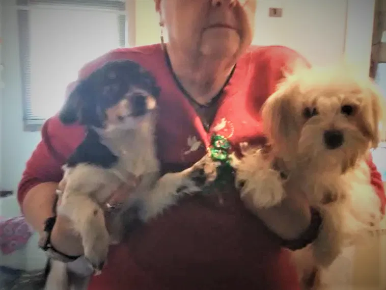 Lost dog in Liberty, NC, 27298