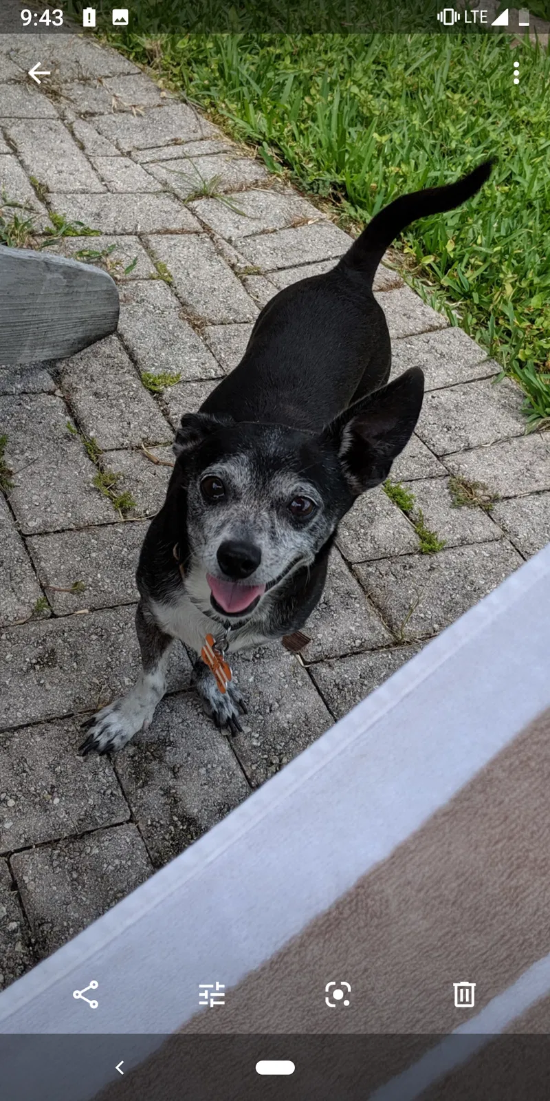 Lost dog in Pompano Beach, FL, 33066