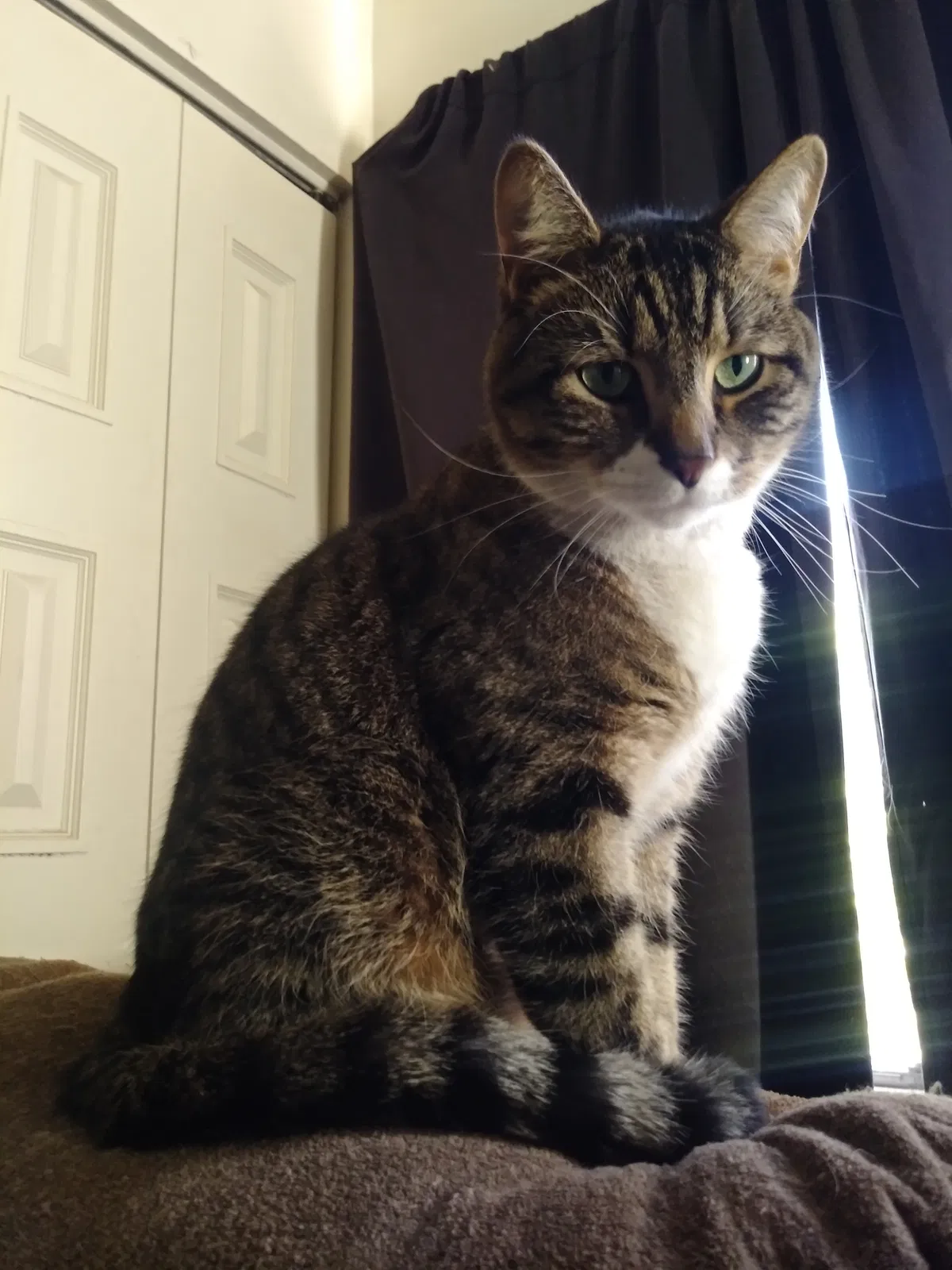 Lost cat in Albuquerque, NM, 87108