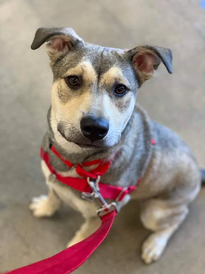 Lost dog in San Diego, CA, 92102