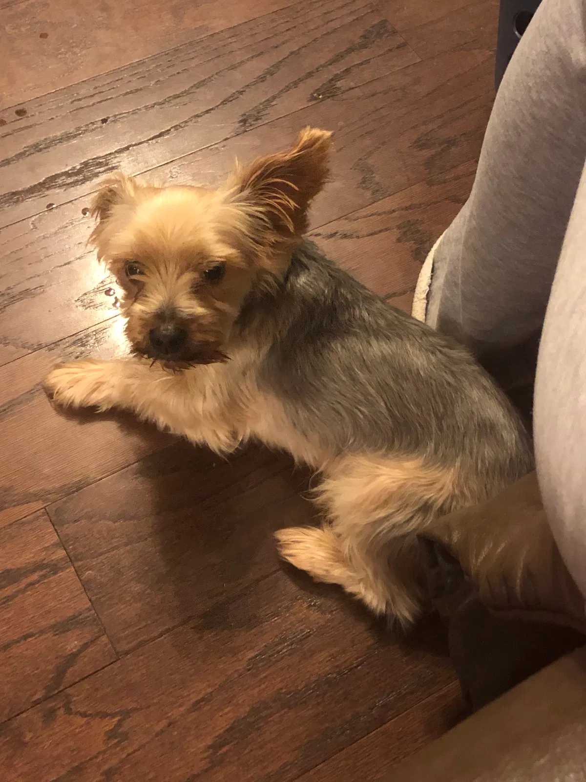 Lost dog in Ooltewah, TN, 37363