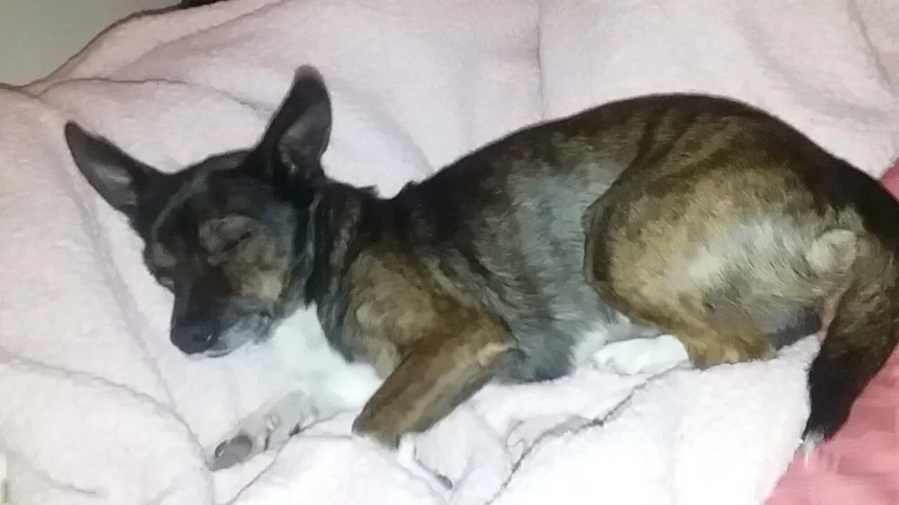 Lost dog in Tucson, AZ, 85706