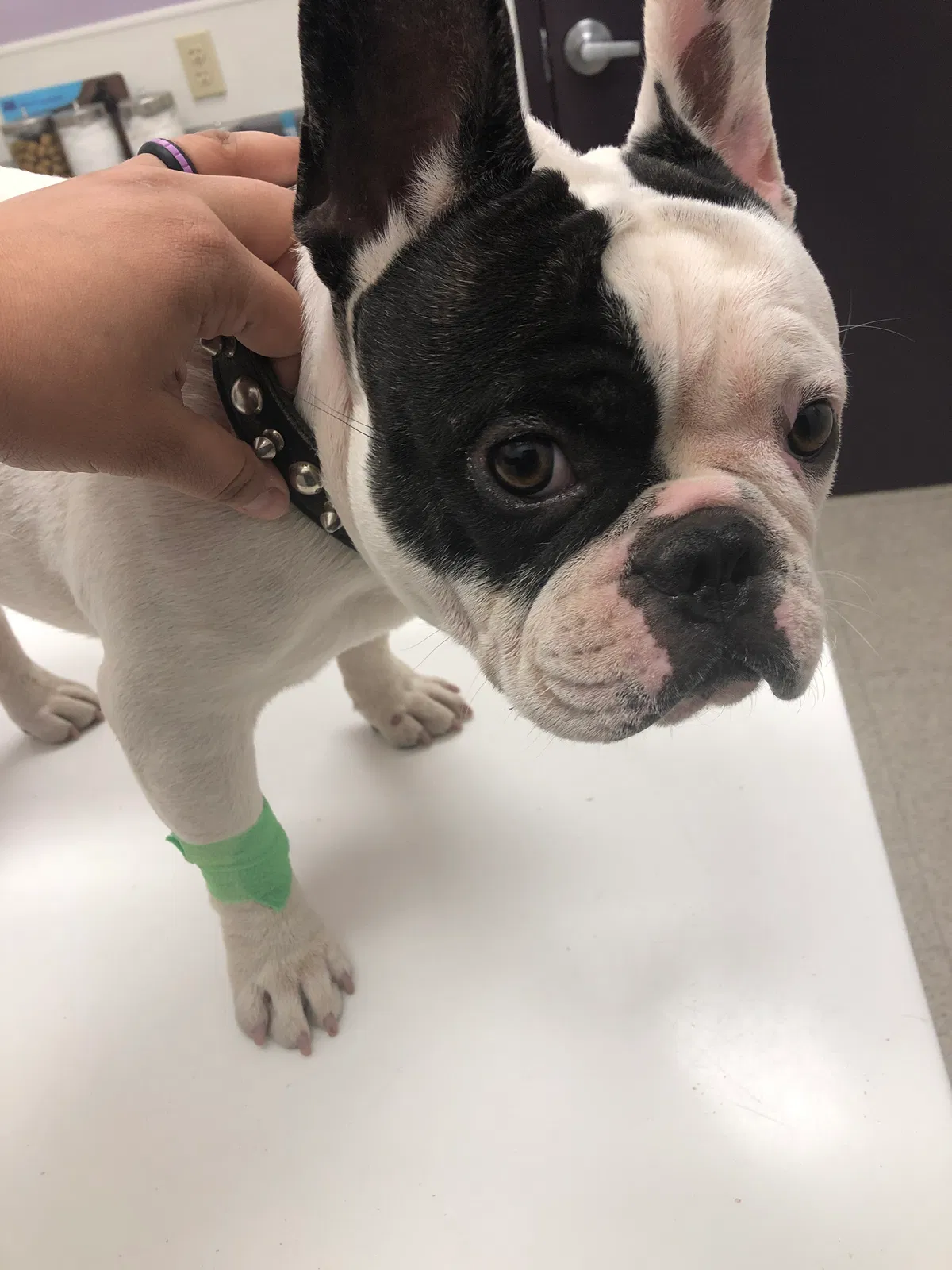 Lost dog in Mesa, AZ, 85204