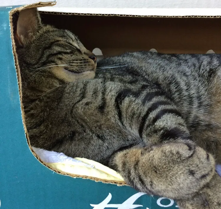 Lost cat in Olympia, WA, 98501