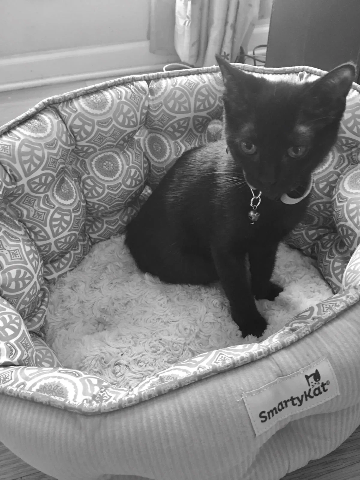 Found cat in Alpharetta, GA, 30005