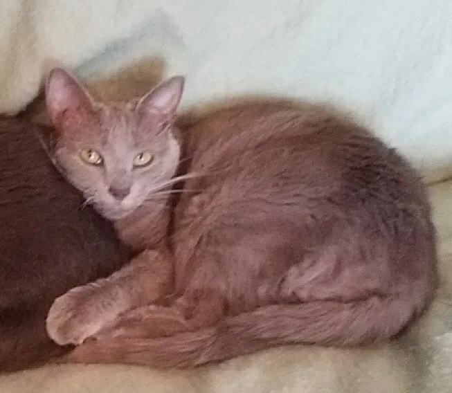 Lost cat in Fredericksburg, VA, 22407