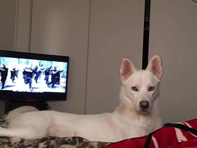 Lost dog in Brownsville, TX, 78526