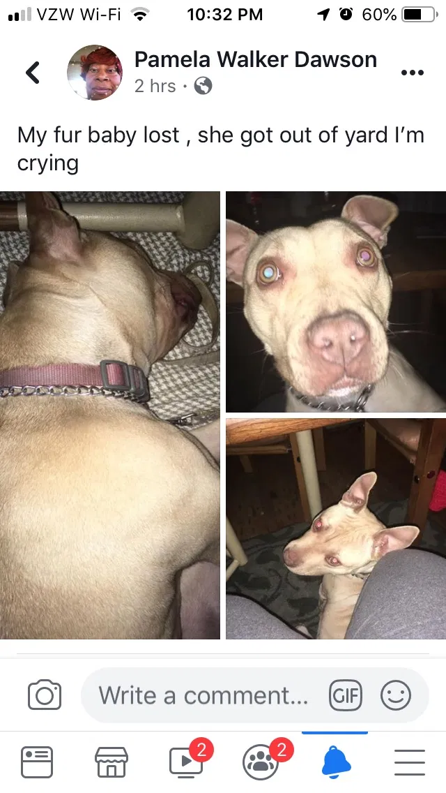 Lost dog in Detroit, MI, 48235