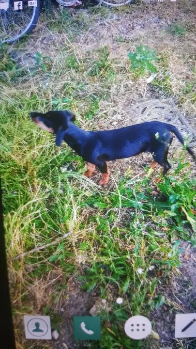 Lost dog in Pageland, SC, 29728
