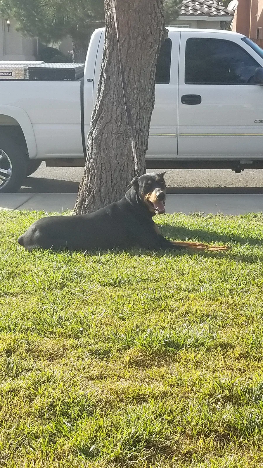 Lost dog in Victorville, CA, 92395