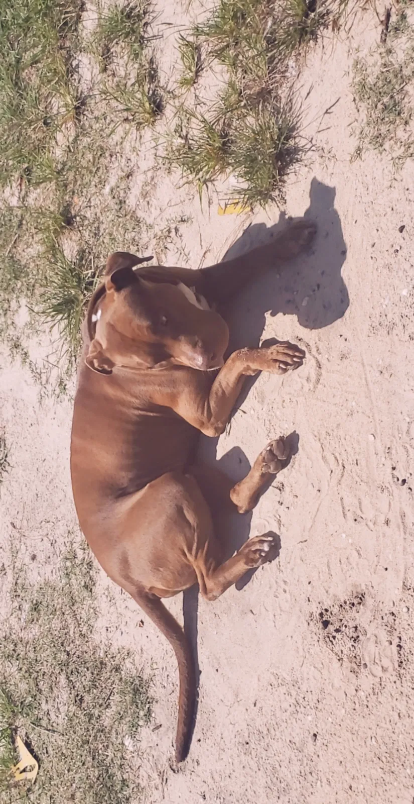 Lost dog in Fayetteville, NC, 28301