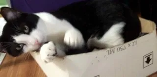 Lost cat in Marina Del Rey, CA, 90292
