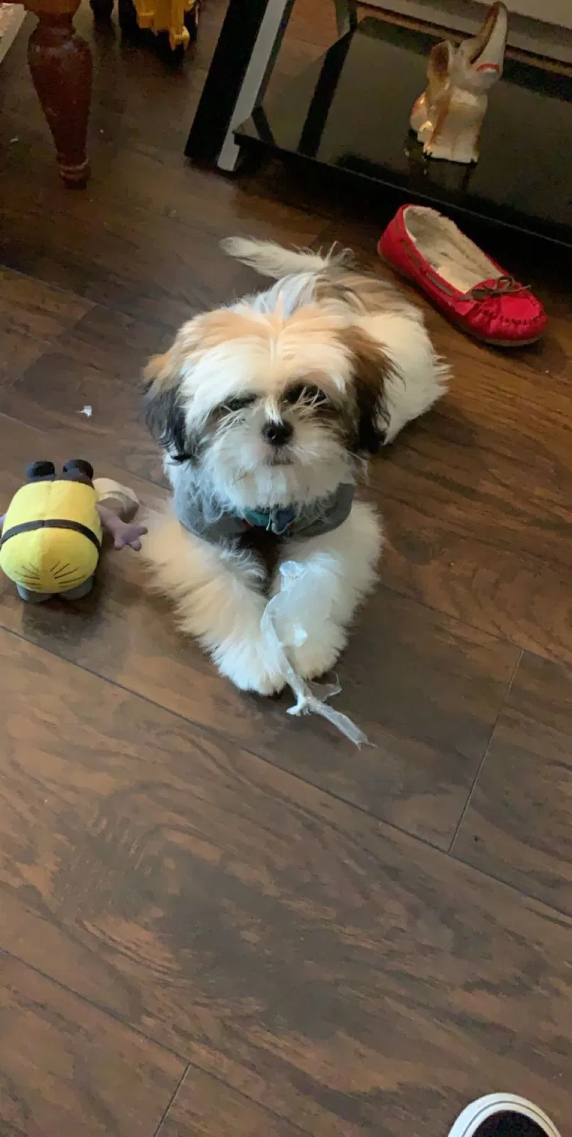 Lost dog in Minneapolis, MN, 55404