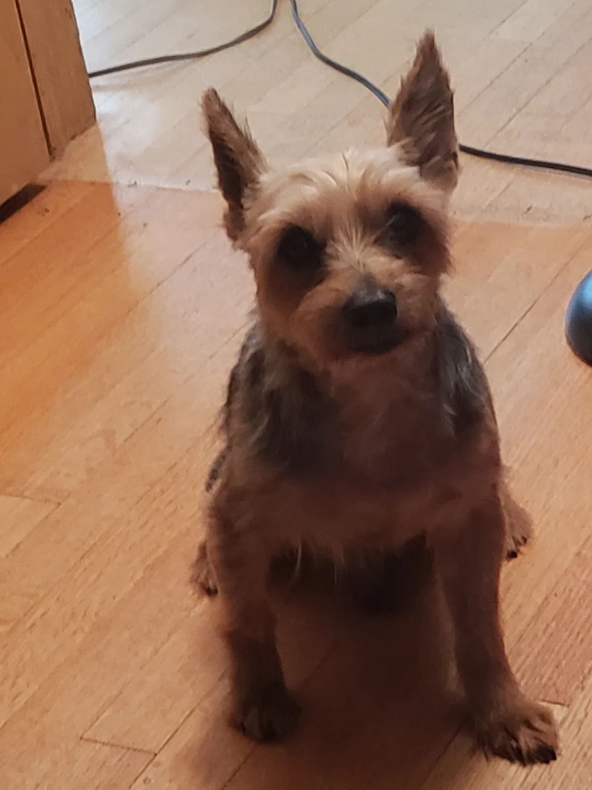 Lost dog in Chicago, IL, 60628